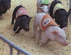 pigs