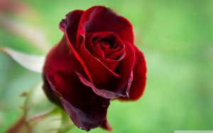 Rose-meaning-color